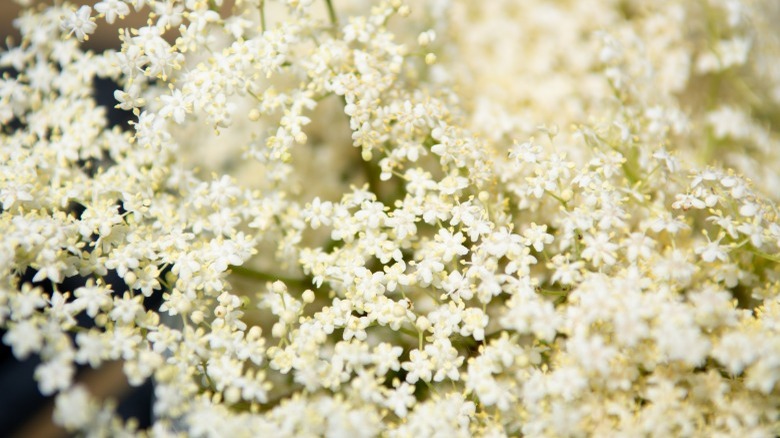 Fresh elderflowers in sunlight