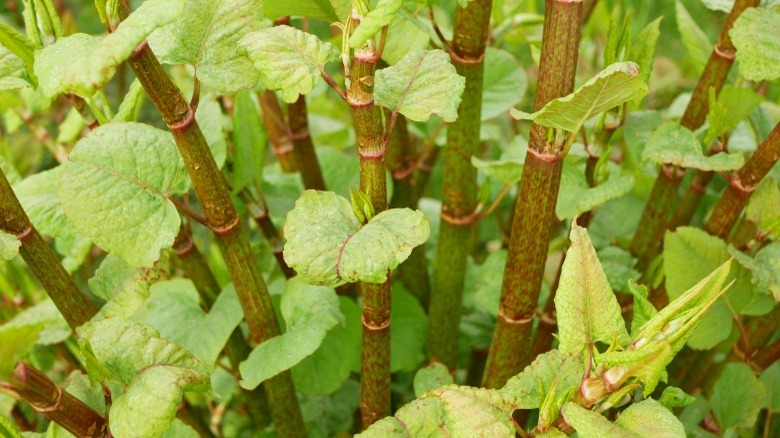 Wild Japanese knotweed