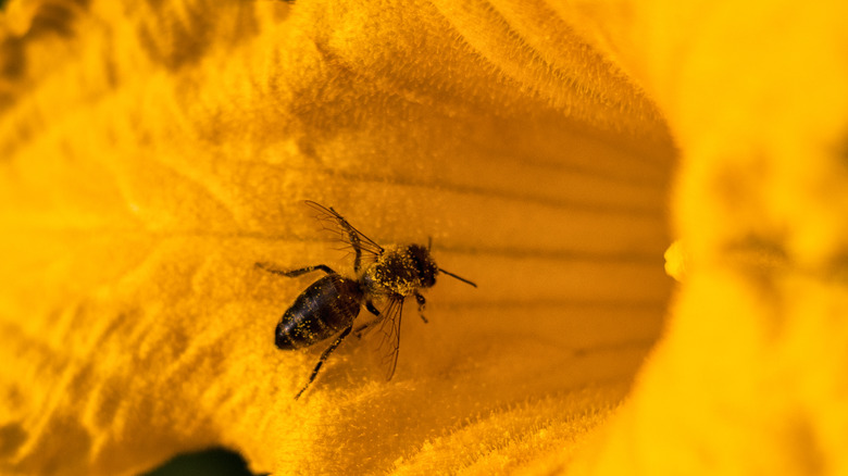 Bee harvesting pumpkin blossom