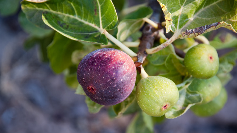 Figs on fig tree