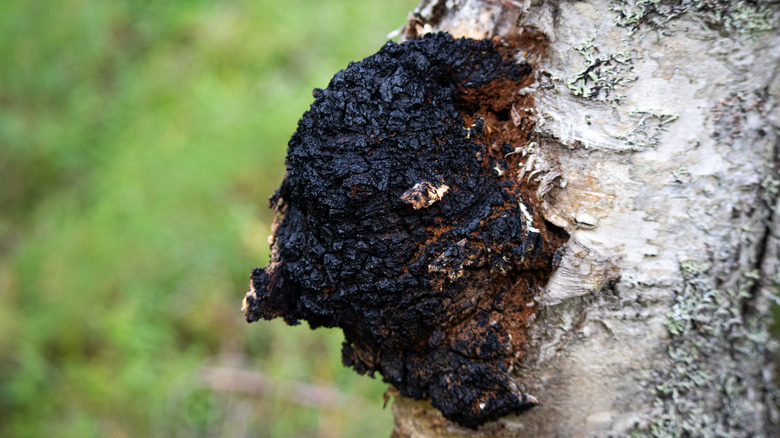 Chaga mushroom on birch tree