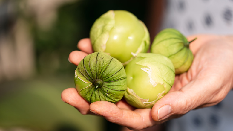 Tomatillos held in hand