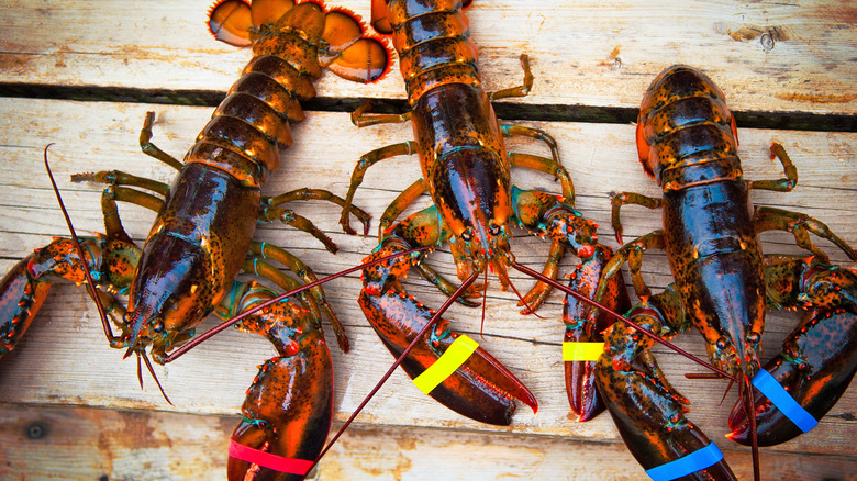 Cold water lobsters